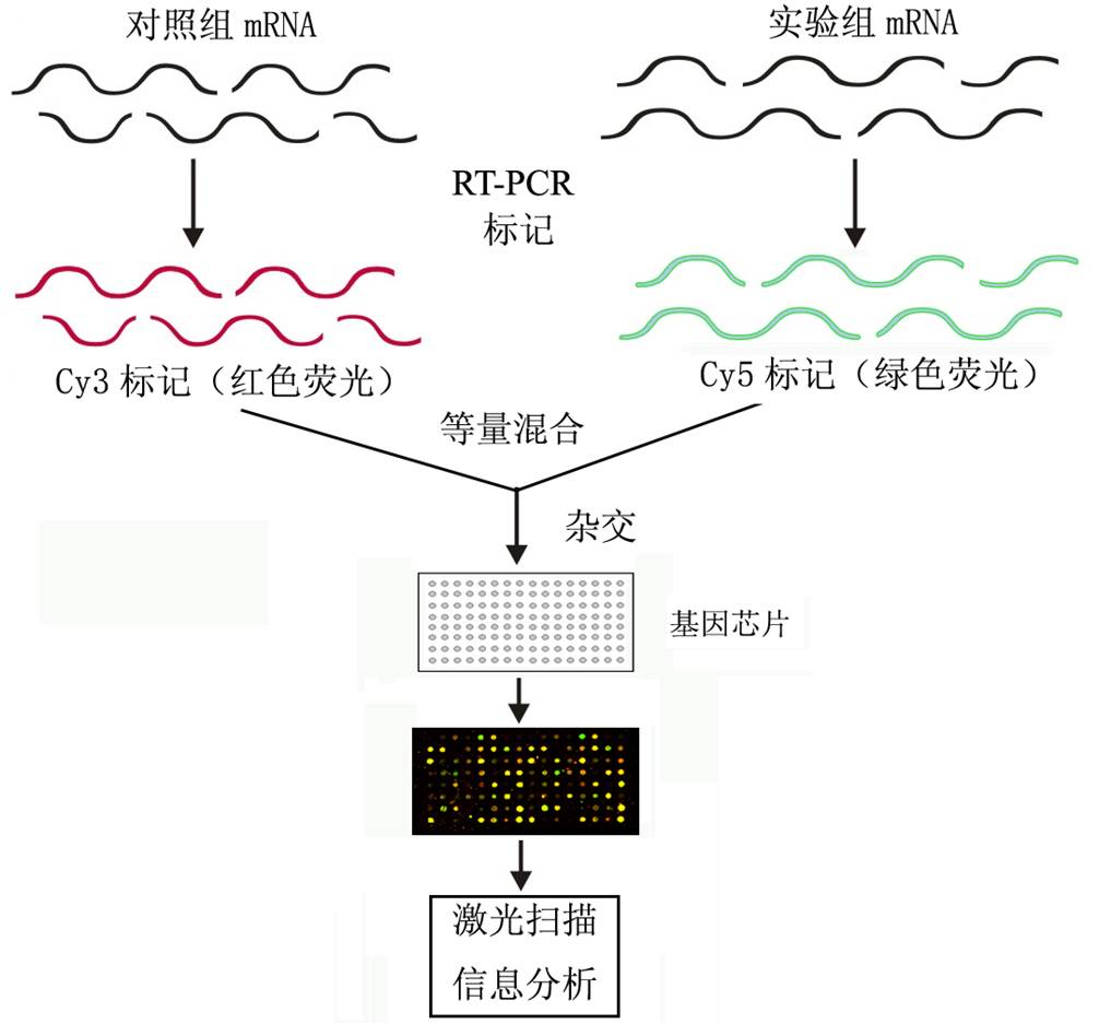 晶片核酸擴增技術