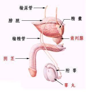 男性生殖結構圖