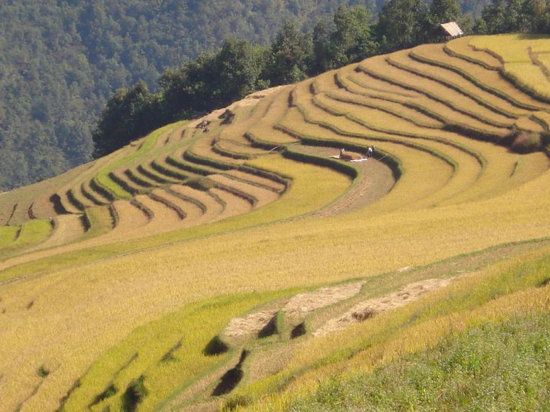 芒丙自然村