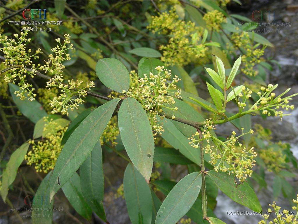 Zanthoxylum armatum（中文名：竹葉花椒）