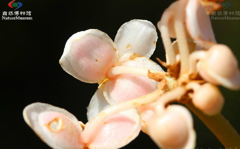 厚壁秋海棠