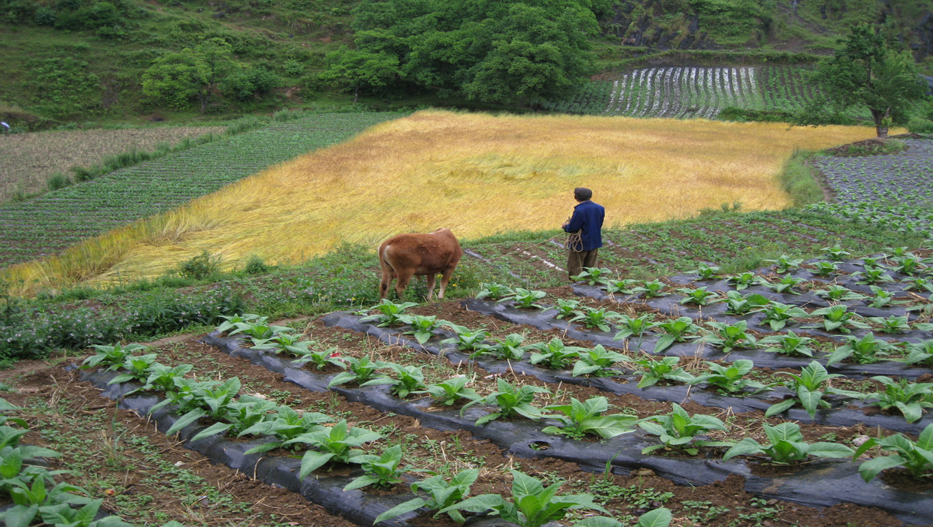 新主村