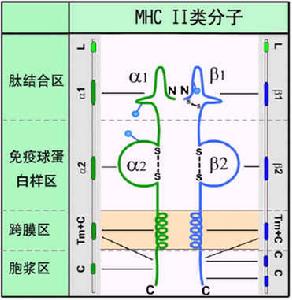 HLAⅠ類、Ⅱ類分子結構示意圖