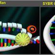 real time pcr