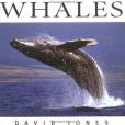 Whales(Firefly Books Ltd出版的圖書)