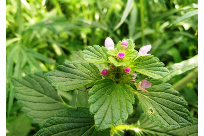 鼬瓣花(木蘭綱唇形目唇形科鼬瓣花屬植物)