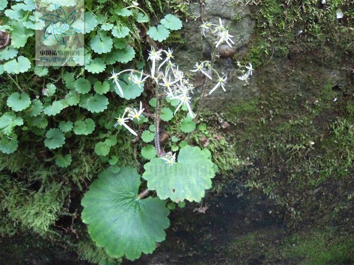 鏡葉虎耳草（變種）