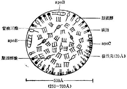 極低密度脂蛋白