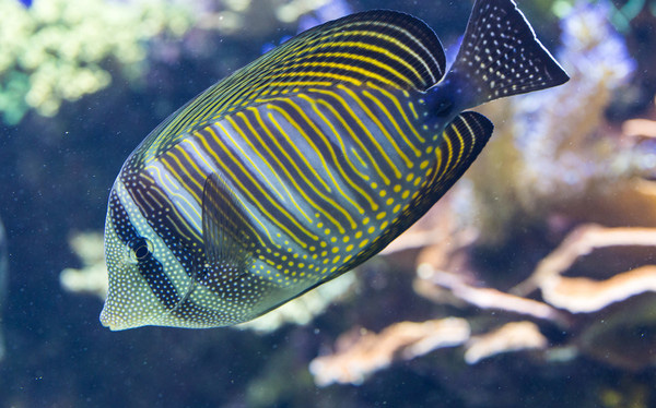 暗體刺尾魚