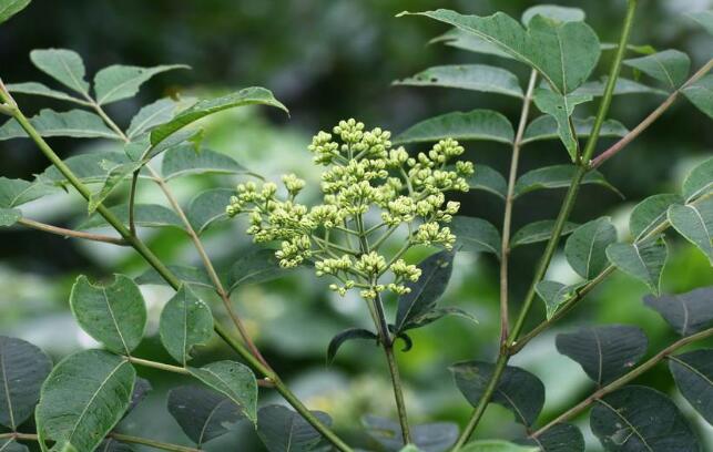 吳茱萸(吳茱萸（原變種）)