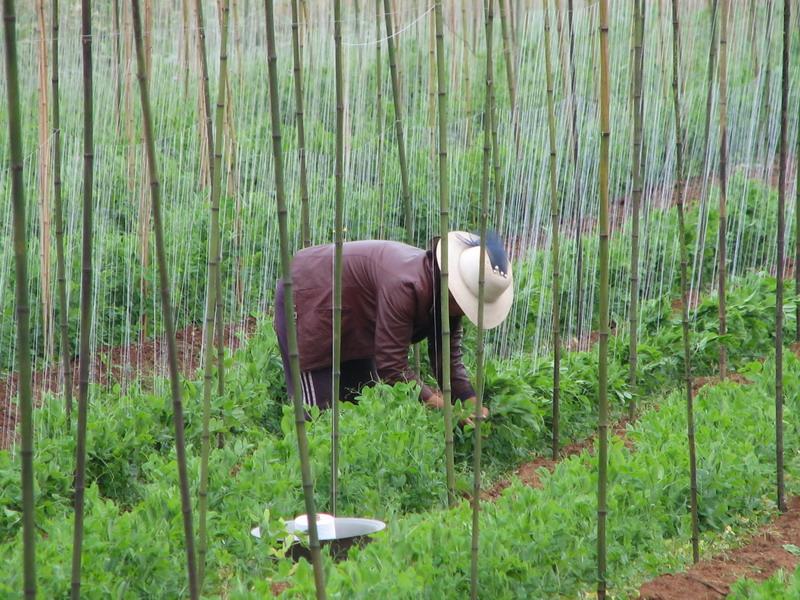 甜脆豌豆種植