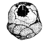 Tretomphalus myerst Cushman    x177 現代