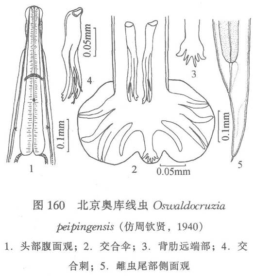 北京奧庫線蟲