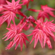 日本紅楓紅舞姬