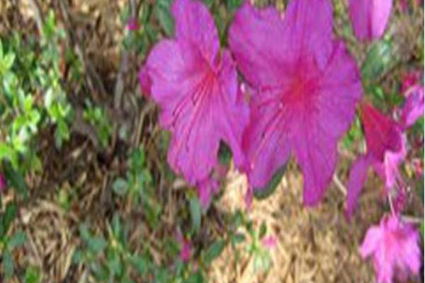 Rhododendron \x27St. Louis Blues\x27