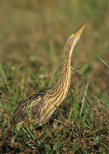 大嘴麻鳽