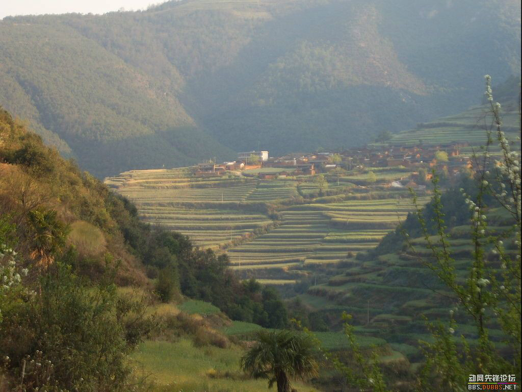 炭山村(雲南省昆明祿勸彝族苗族自治縣炭山村委會)