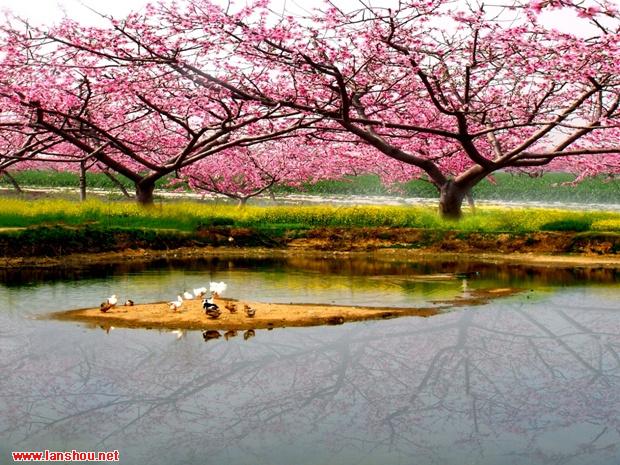 游桃花記