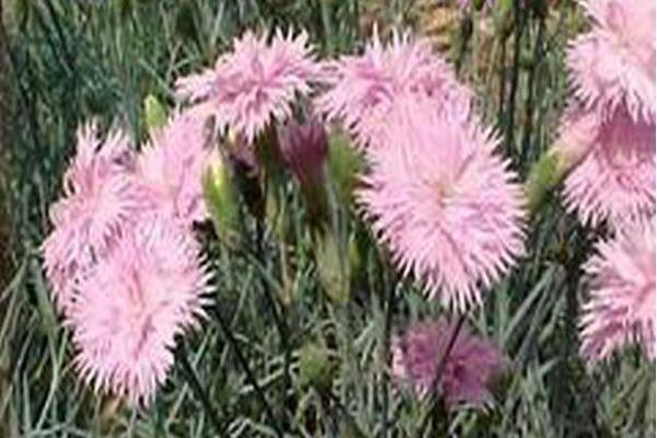 Dianthus \x27Mountain Mist\x27