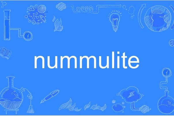 nummulite