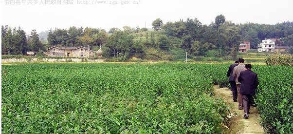 中關鄉風景