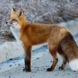 紅褐色赤狐-089