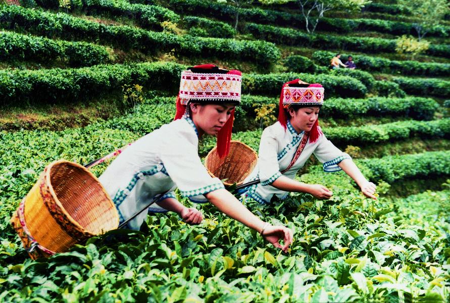 茶葉種植業