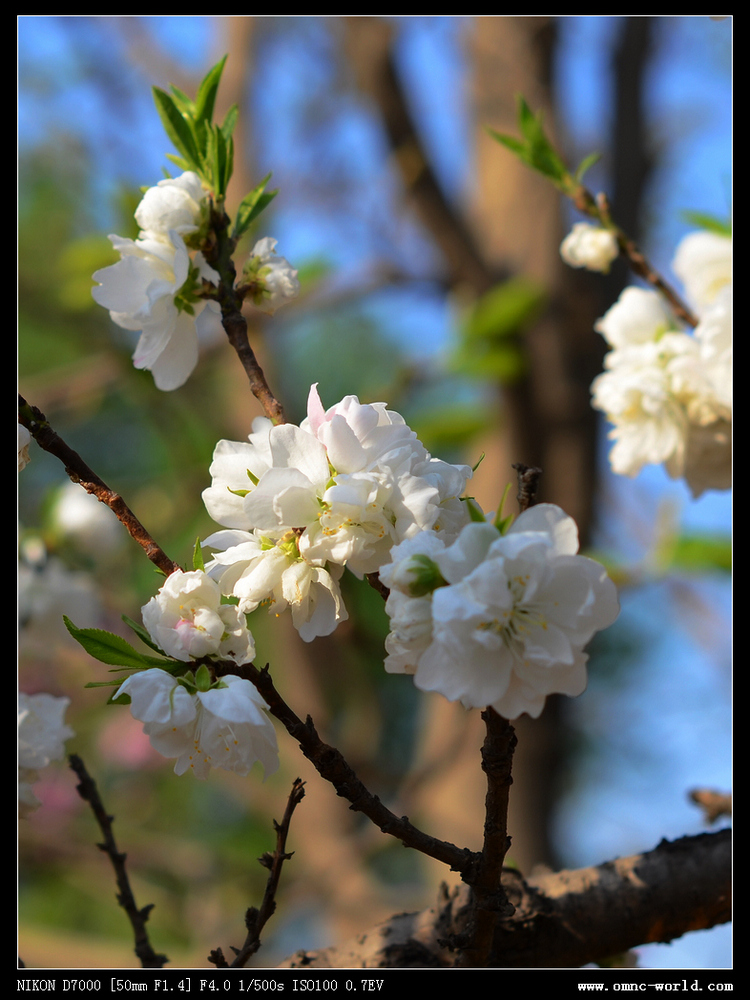 桃花(薔薇科桃李屬植物)