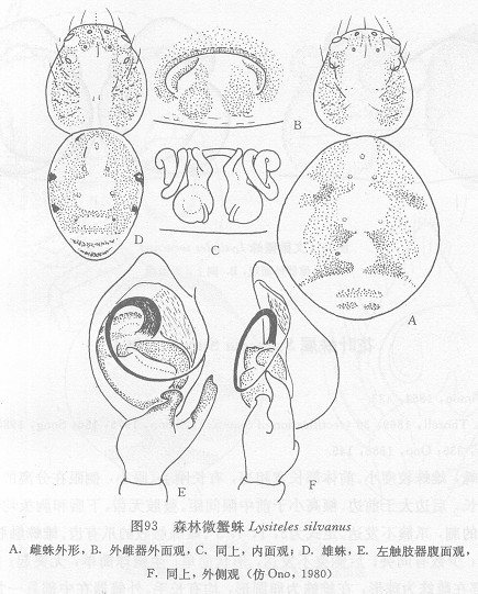 森林微蟹蛛