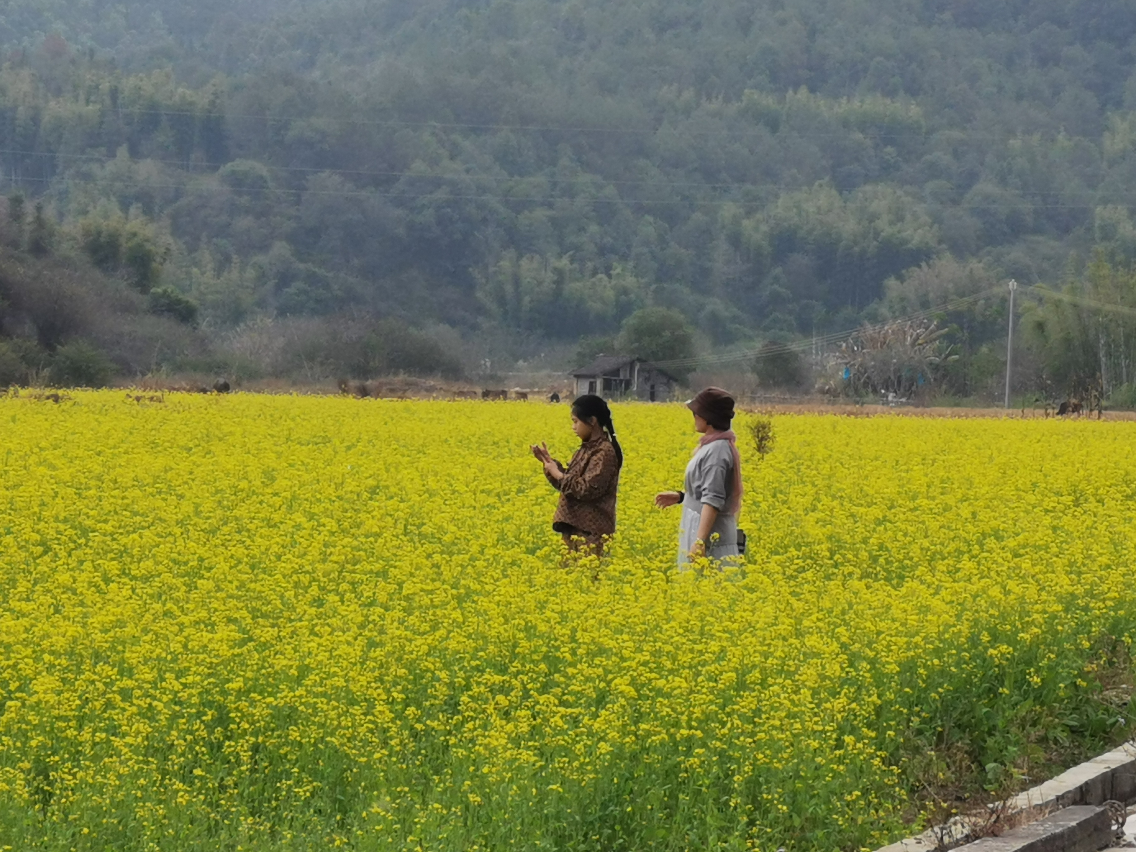 大陂村