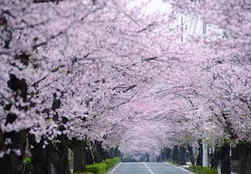 櫻花大道(天津社會山櫻花大道)