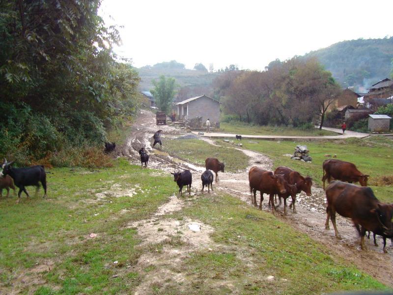 秧草自然村畜牧養殖業