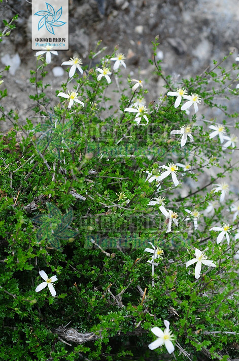 刺鐵線蓮（變種）