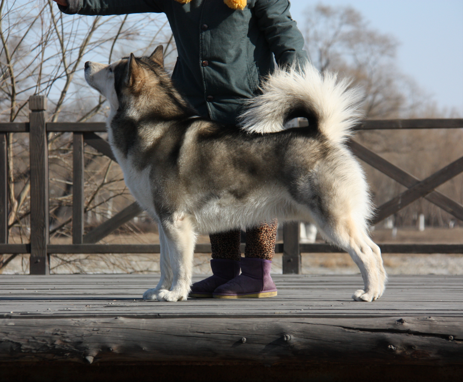 阿拉斯加雪橇犬AKC標準
