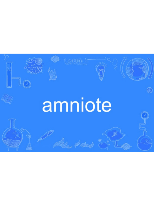 amniote