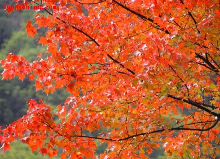 古爾溝紅葉風景區