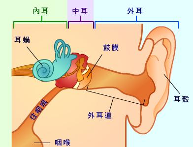 聾啞症的病因