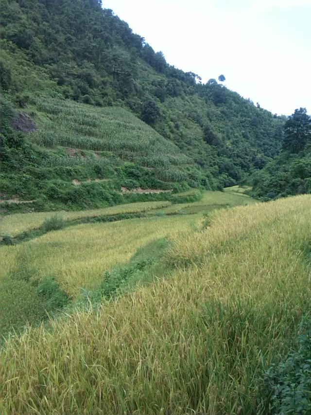 老龍溝村