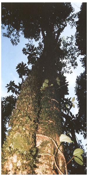 瑤人大山古茶樹