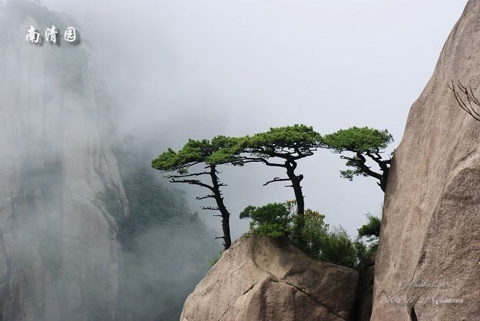 姐妹松(江西三清山姐妹松)