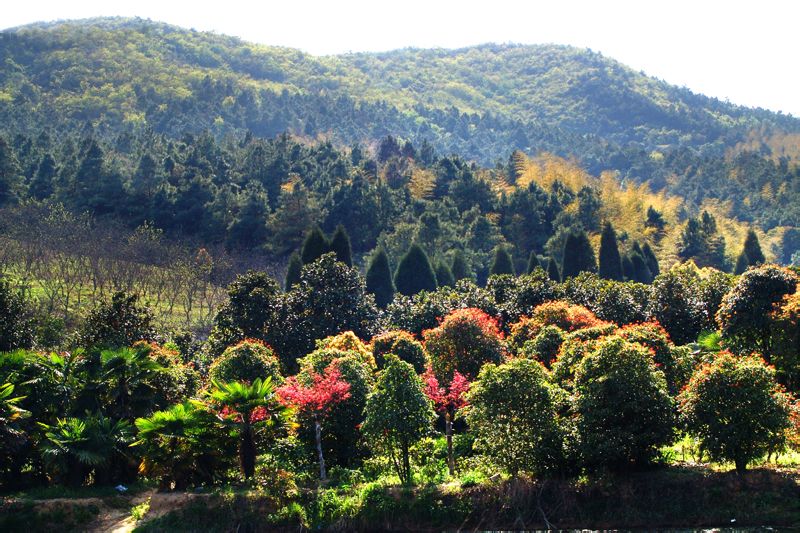 美人谷森林公園