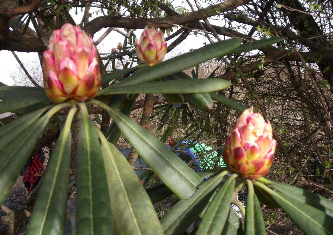 高山杜鵑花蕾