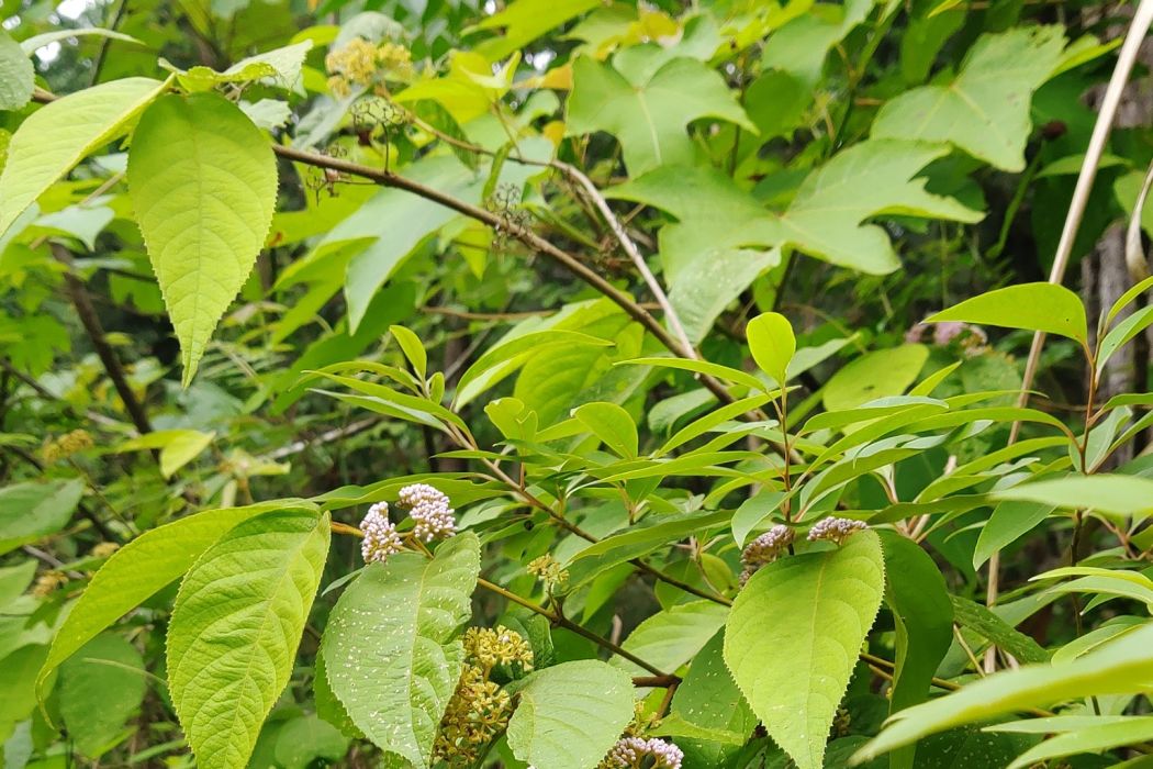 大葉紫珠(唇形目唇形科紫珠屬植物)