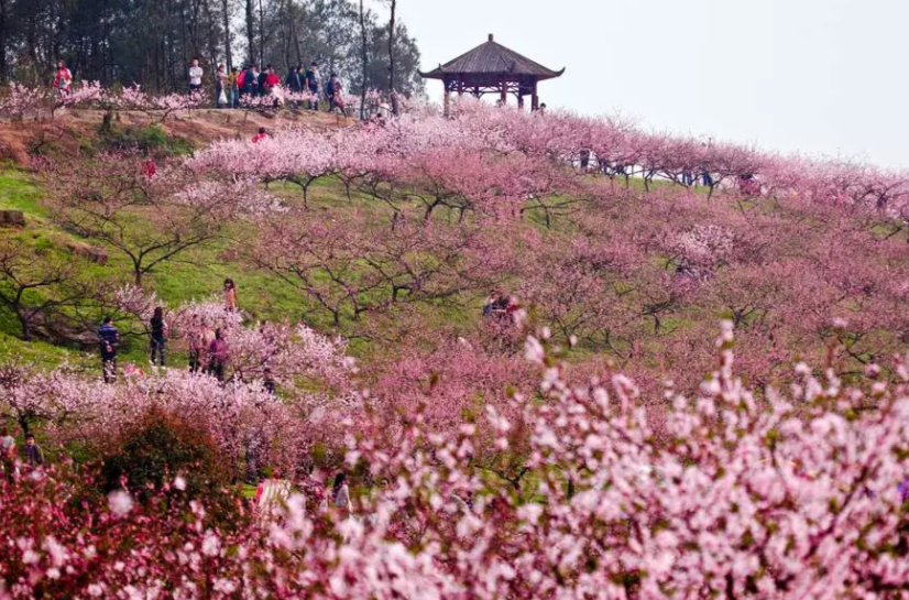 虎峰山桃花節