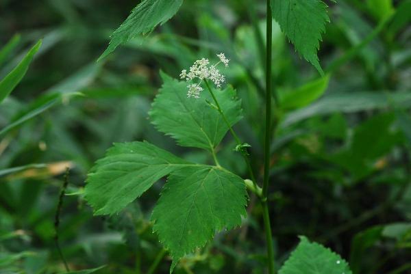 短果茴芹