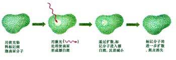 光脫色螢光恢復技術