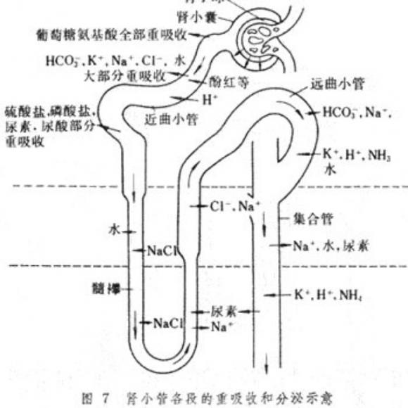 腎小管重吸收