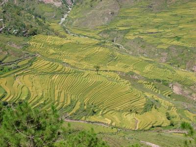 連場村水稻種植業