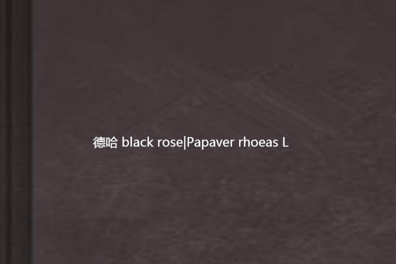 德哈 black rose|Papaver rhoeas L