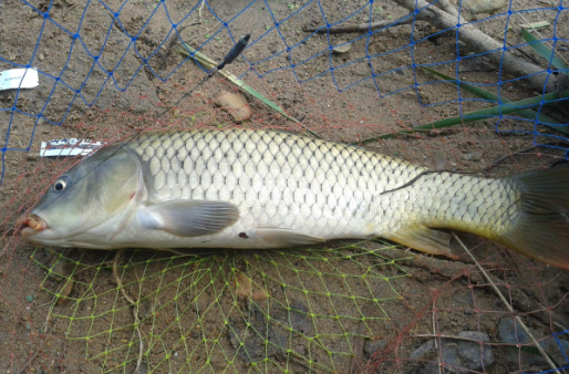 興山楊魚